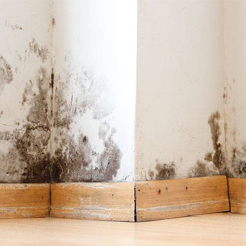 Unveiling_the_Culprits_What_Causes_Mold_in_Your_Home_Image